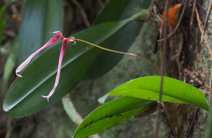 霸王岭国家级自然保护区有大量珍贵的热带植物。卢刚摄