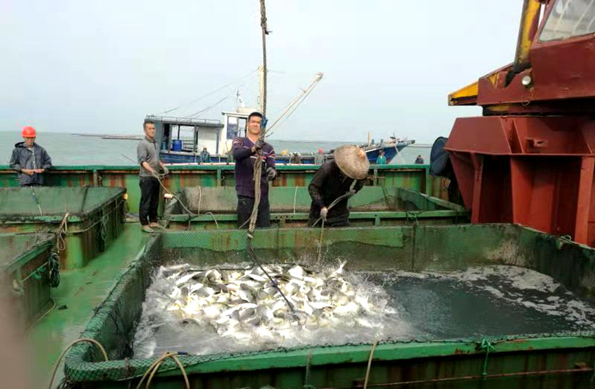 临高金鲳鱼深海网箱养殖丰收，渔民乐开怀。刘彬宇摄