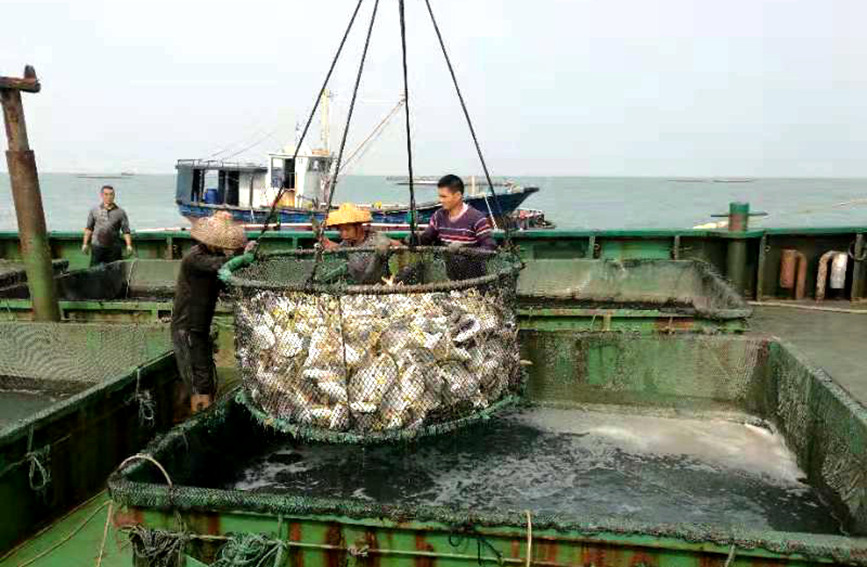 临高深水网箱养殖的金鲳鱼大部分用于出口。刘彬宇摄