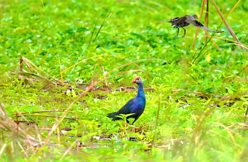 海南昌江海尾湿地公园里首次监测到紫水鸡宝宝。昌江爱鸟队薛美丽摄