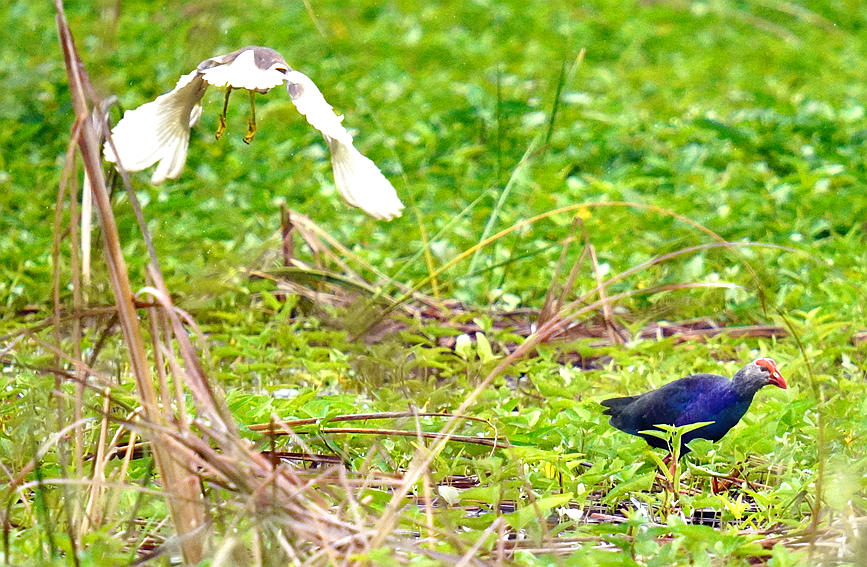 紫水鸡是一种非常美丽、罕见的水鸟。昌江爱鸟队薛美丽摄 