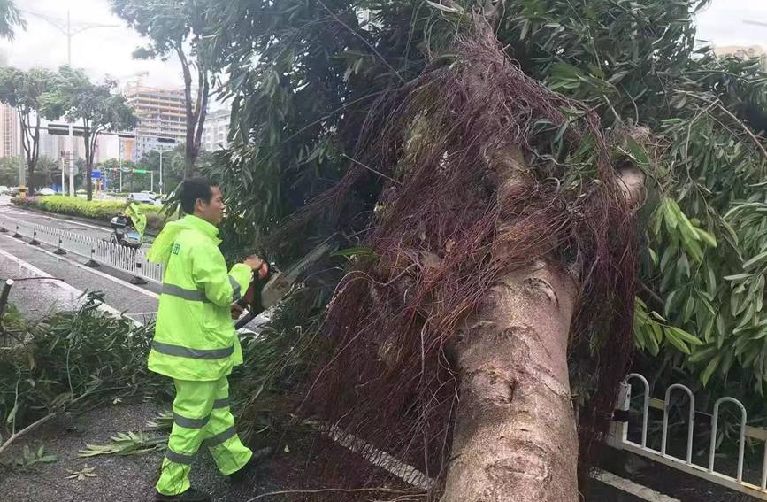 13日，受台风“圆规”影响，海口大树被大风刮倒，京环公司环卫工人切割倒伏树木。海口市园林和环境卫生管理局供图