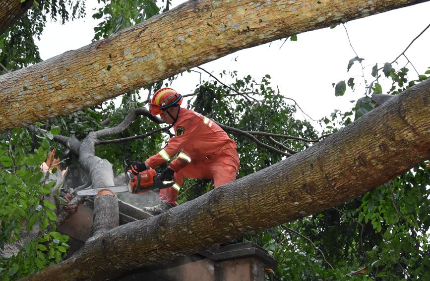 13日，文昌市文城镇30多米高的树木被台风拦腰折断，导致民房被压受损。文昌消防救援人员使用机动链锯对倒塌的树木进行分割、移动。文昌消防供图