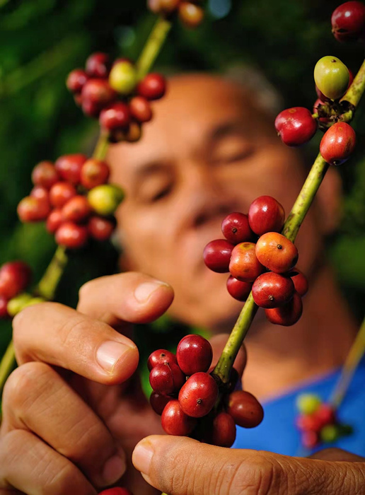 种植农户正在采摘咖啡豆。隆苑咖啡园供图