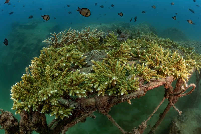 海底珊瑚。三亚蜈支洲岛旅游区供图