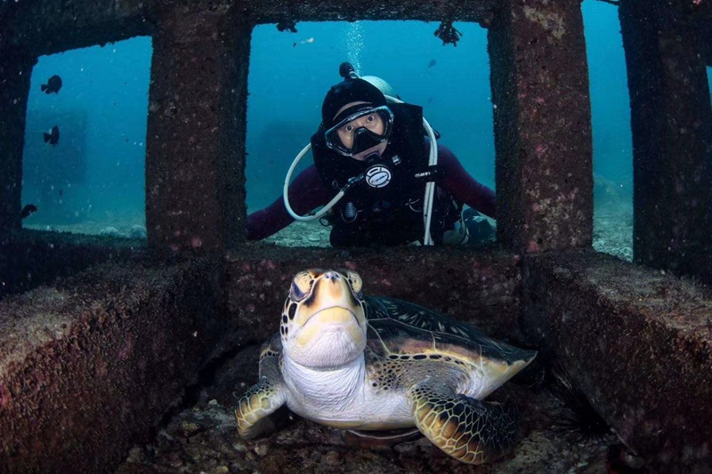 海龟已经在人工鱼礁内栖息。 三亚蜈支洲岛旅游区供图