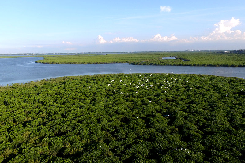 海南东寨港国家级自然保护区。 冯尔辉摄