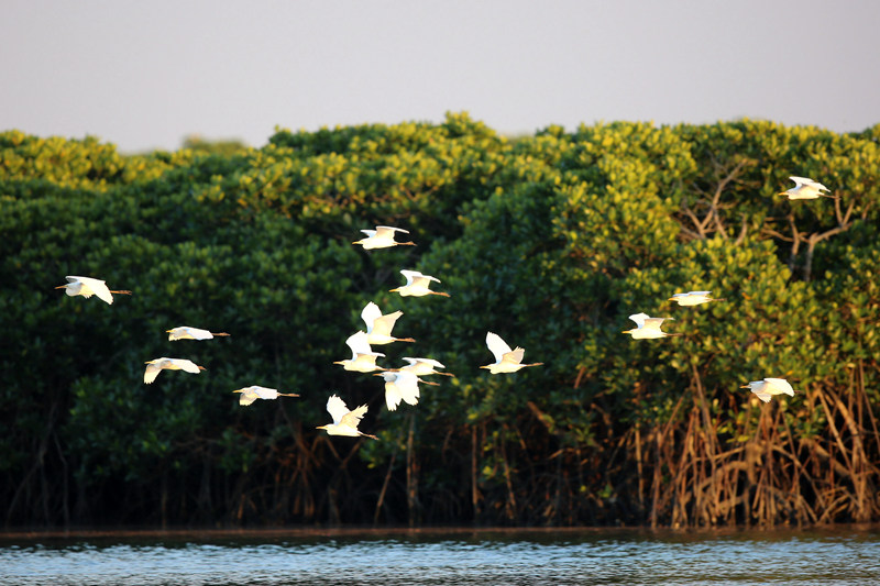 海南海口：红树林里“鸢飞鱼跃”生态旺