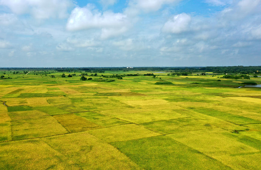 海口新旧沟湿地保护小区金黄色稻田，在蓝天的映衬下，勾勒出一幅美丽的丰收画卷。海口市湿地保护管理中心 陈松摄