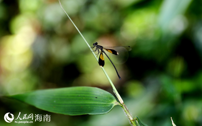 海南特有种蜻蜓，丽拟丝�Z（cōng）。人民网 符武平摄