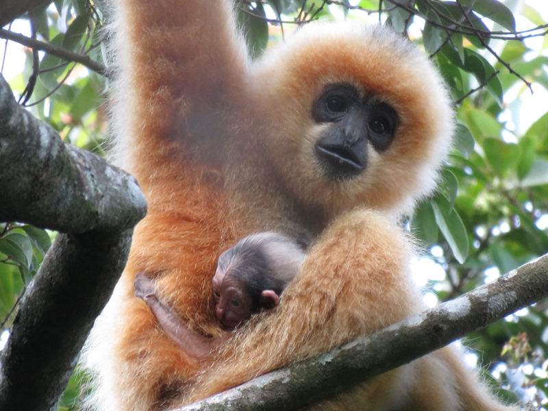 海南长臂猿。 海南热带雨林国家公园管理局供图