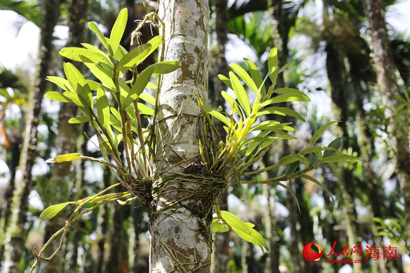 种在槟榔树上的金钗石斛。人民网 符武平摄