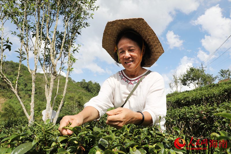 捧起生态“金饭碗”，“茶姐”郑丽娟带领农户增收致富。人民网 符武平摄