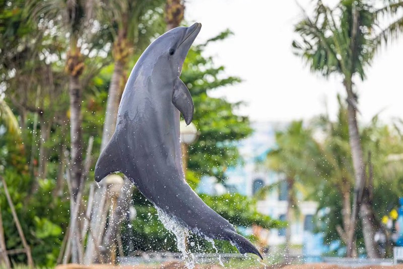 园区海豚湾内，可见到可爱的海豚跃出水面。主办方供图