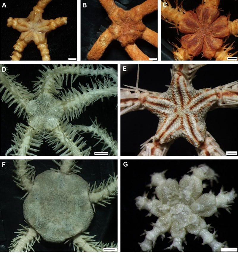 研究人员发现并命名的部分深海蛇尾新物种。中科院深海所供图