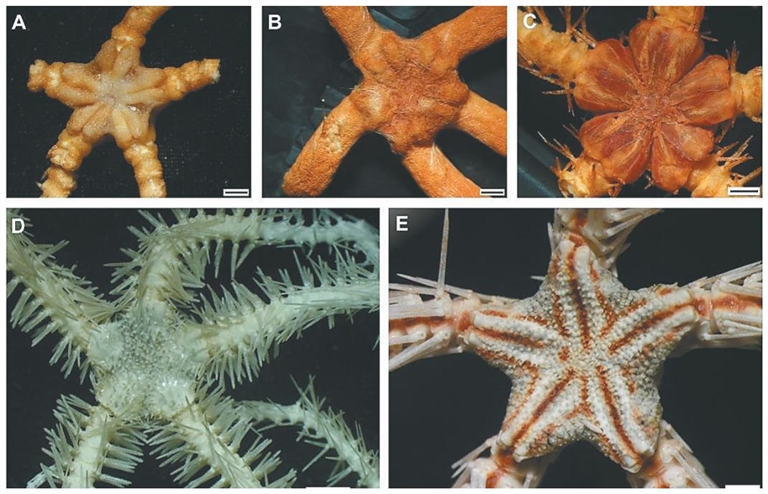 中科院深海所等发现多个深海新物种及新记录种