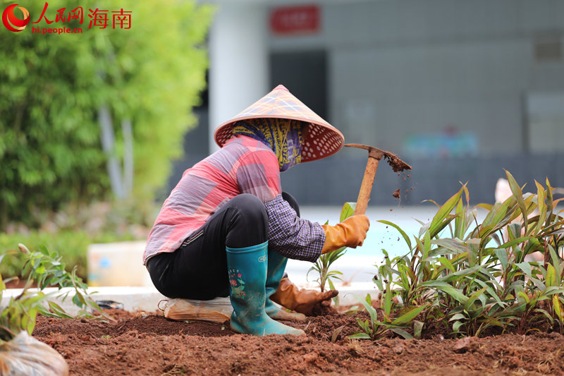 工作人员正在种植海南国际会展中心内的花草。 人民网 孟凡盛摄