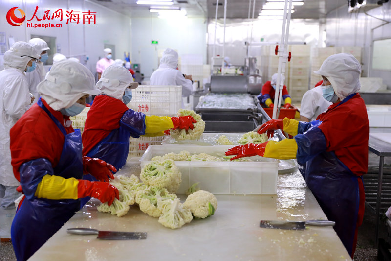 工作人员清洗菜花以备使用。 人民网 孟凡盛摄