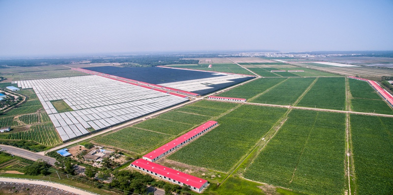 航拍雪茄种植基地。主办方供图