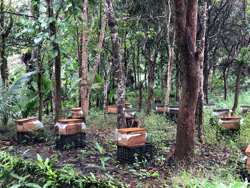 林下的蜂箱中酝酿着“甜蜜”。受访者供图