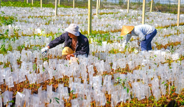 12月19日，海南省沉香工程技术研究中心沉香优良种苗培育基地，工人在管护沉香苗。张茂摄