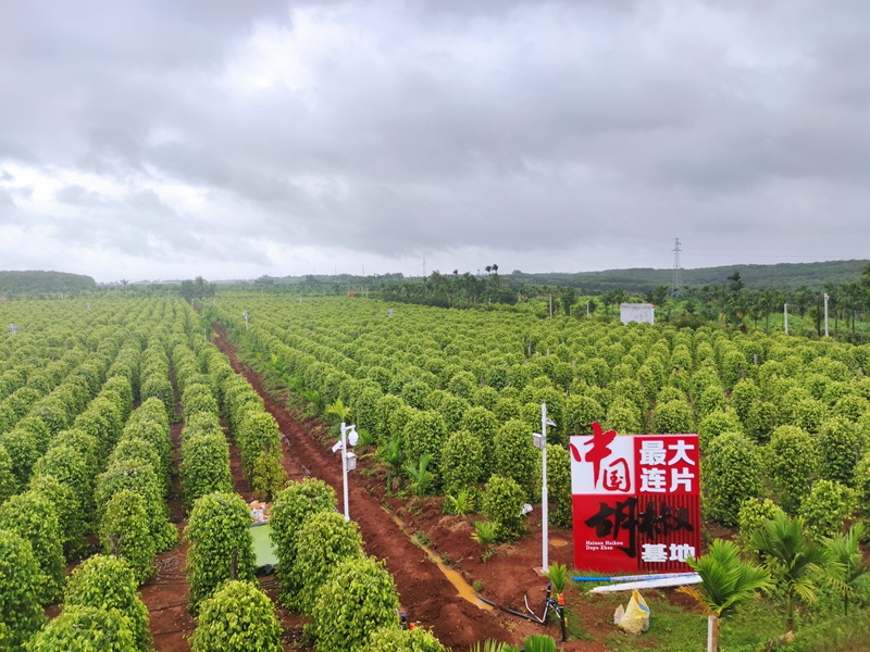 大坡胡椒基地。海垦热作集团供图