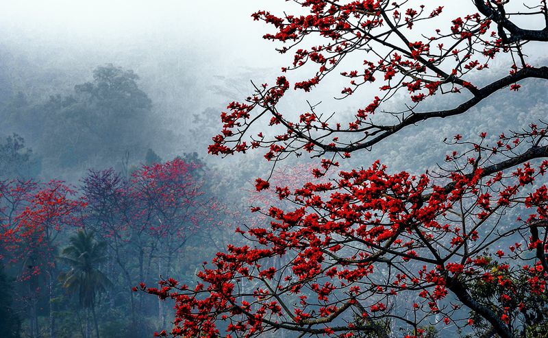 山间云雾缭绕，火红的木棉花格外抢眼。昌江县委宣传部供图