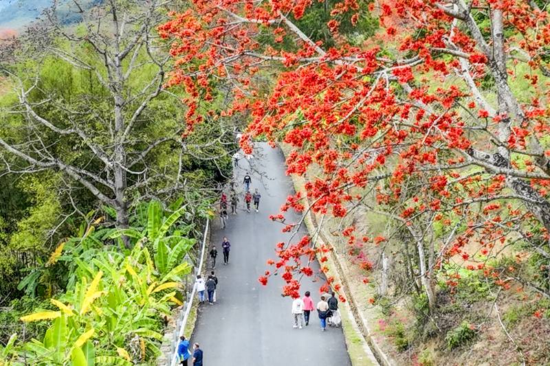 游人如织，漫步于木棉花下欣赏美景。昌江县委宣传部供图