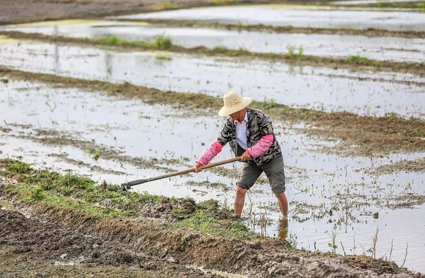 村民在田间锄地。羊文彪摄