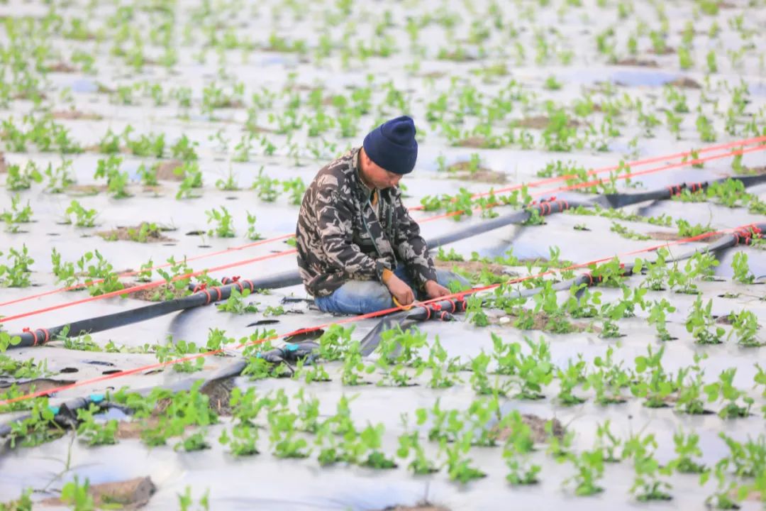 村民在地里捆绑水管。羊文彪摄