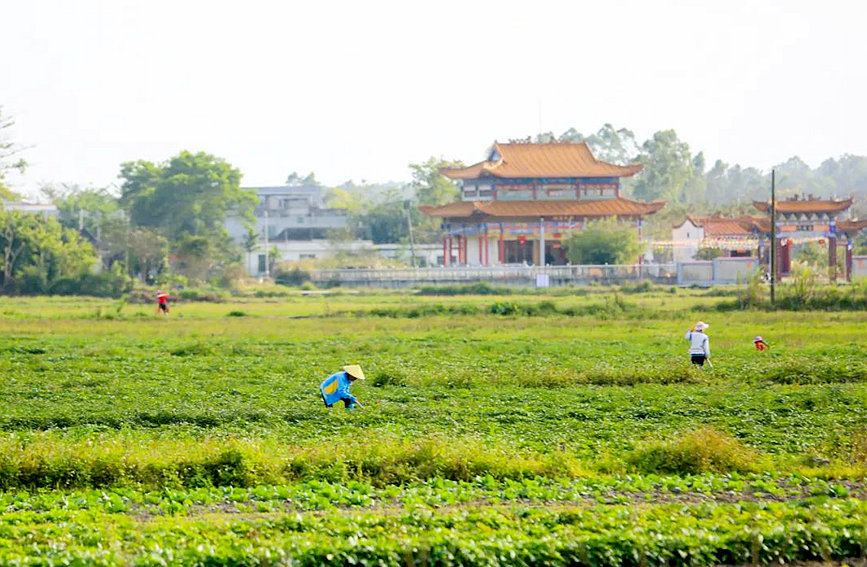 儋州新中洋村民在地里除草。羊文彪摄