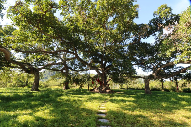 三百多年古榕树形成六体连榕景观。 王隆权摄
