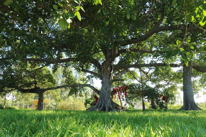 三百多年古榕树形成六体连榕景观。 王隆权摄