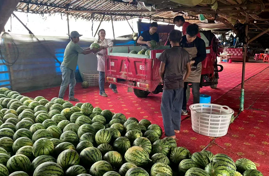 果农们正抢抓时间将刚刚采摘的新鲜西瓜进行打包、装车，发往全国各地。陈小芳摄