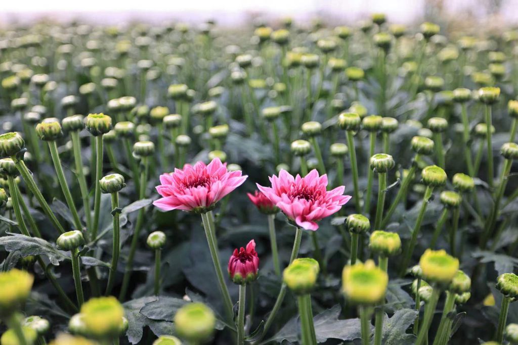 一朵朵菊花绽放笑颜。陈允武 摄