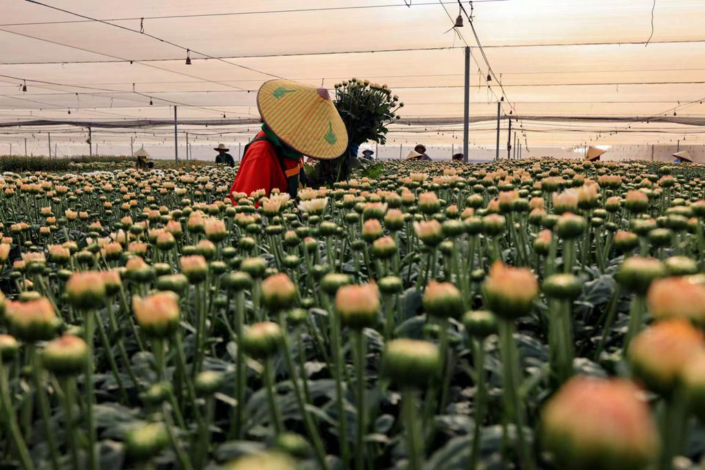 工人正忙着采收菊花。陈允武 摄