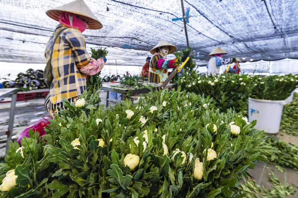工人正忙着采收菊花。陈允武 摄