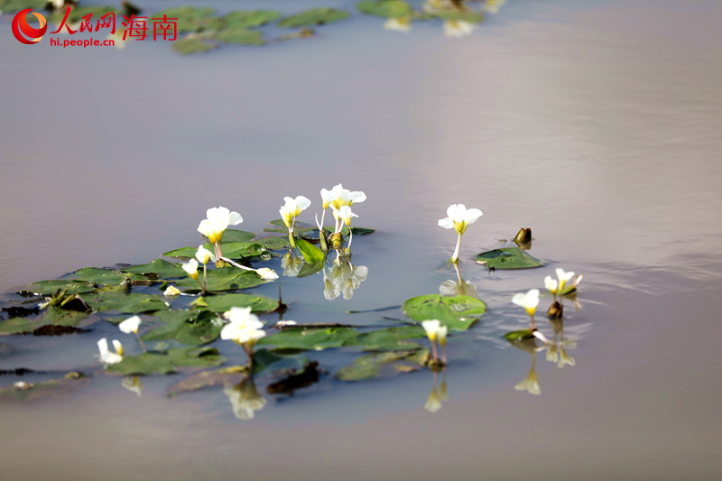 星星点点的水菜花盛开在水面上，洁白的花瓣，淡黄的花蕊，一簇簇盛放在溪面上。 人民网 孟凡盛摄