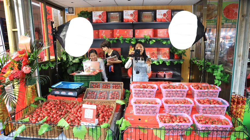 定安潭黎圣女果经过精品包装、直播带货，线上引流，线下销售的方式实现“卖全国”，以小水果带动大产业。胡雄飞摄