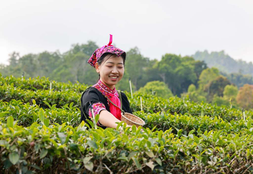 村民们正忙着采摘春茶。 张江英 摄 