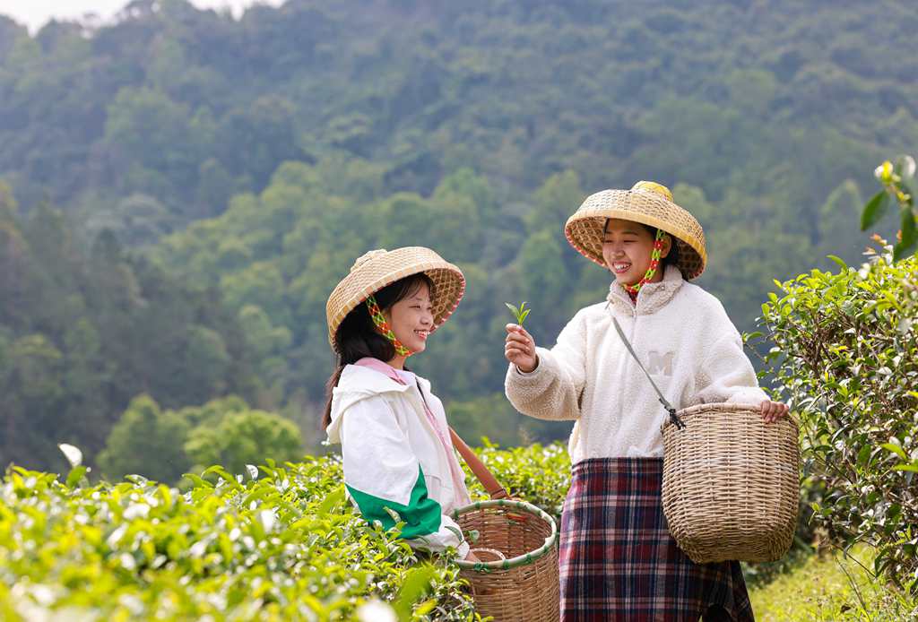 村民们正忙着采摘春茶。 张江英 摄 