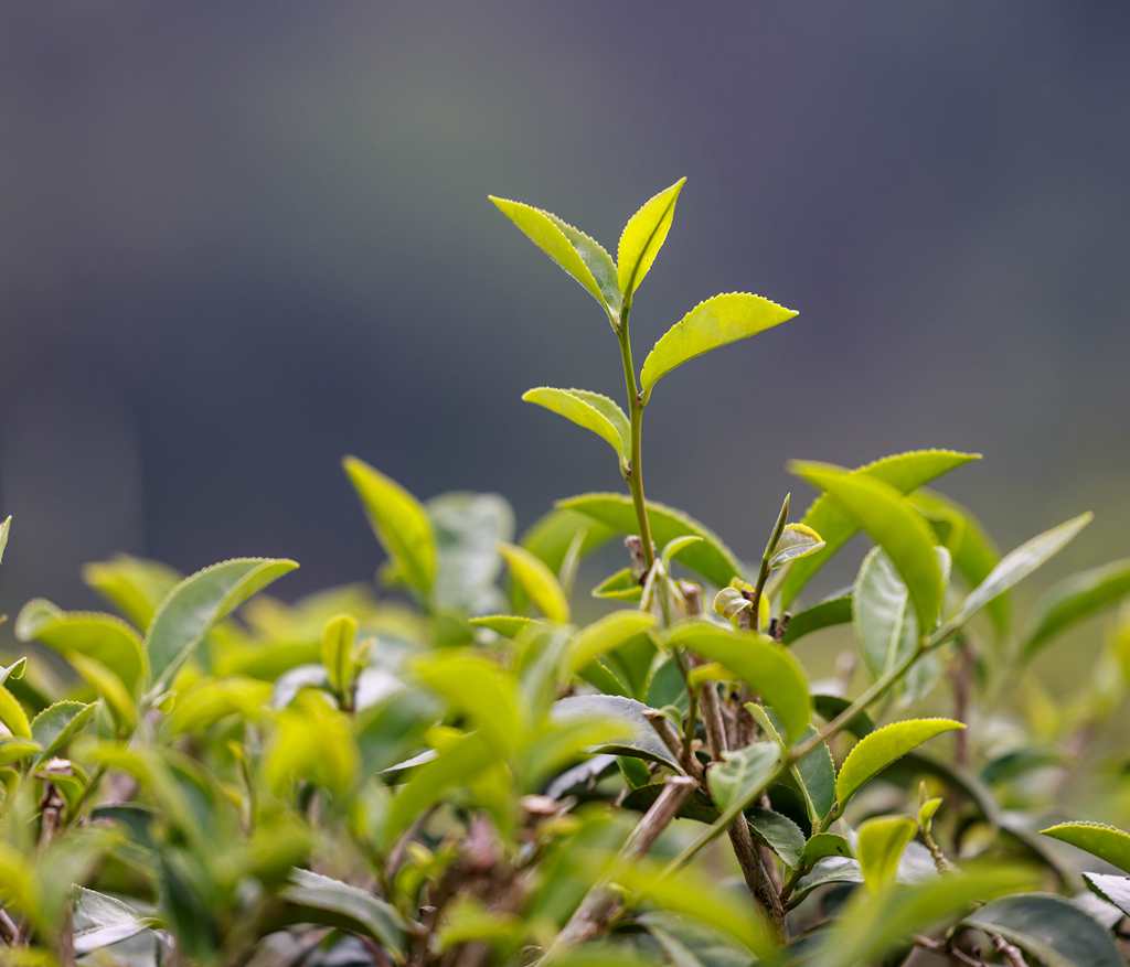 茶园里一片片新芽翠绿欲滴。 张江英 摄