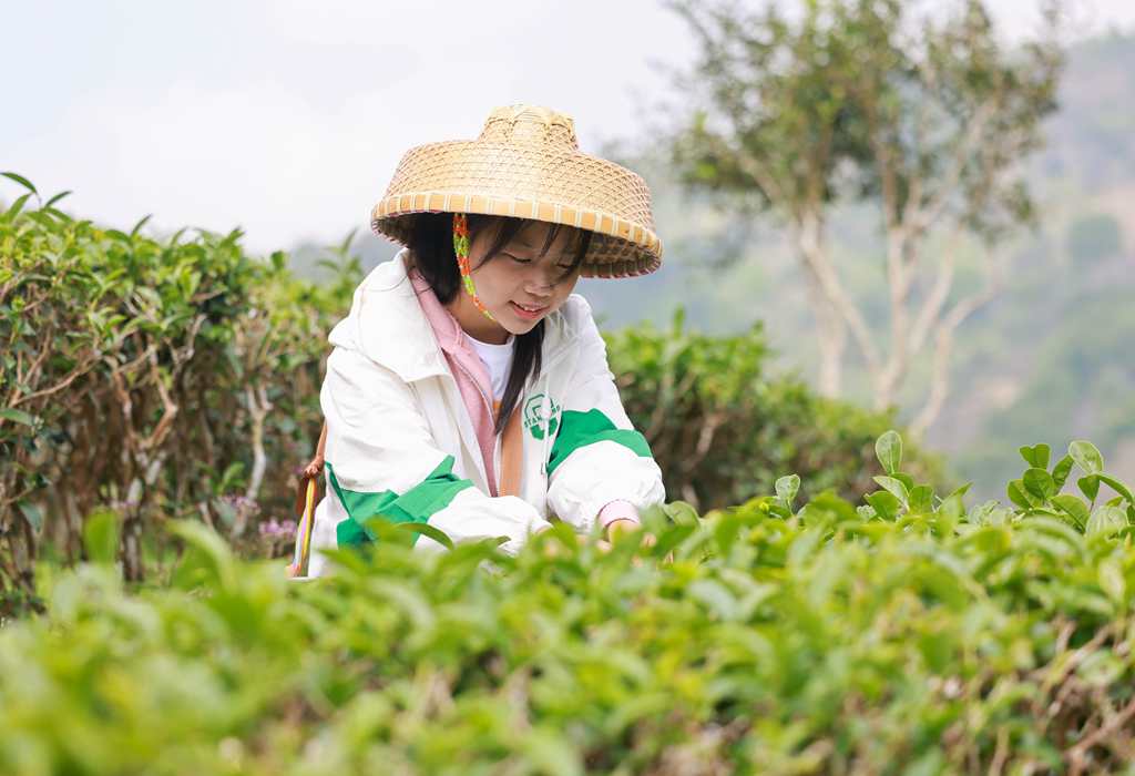 村民们正忙着采摘春茶。 张江英 摄 