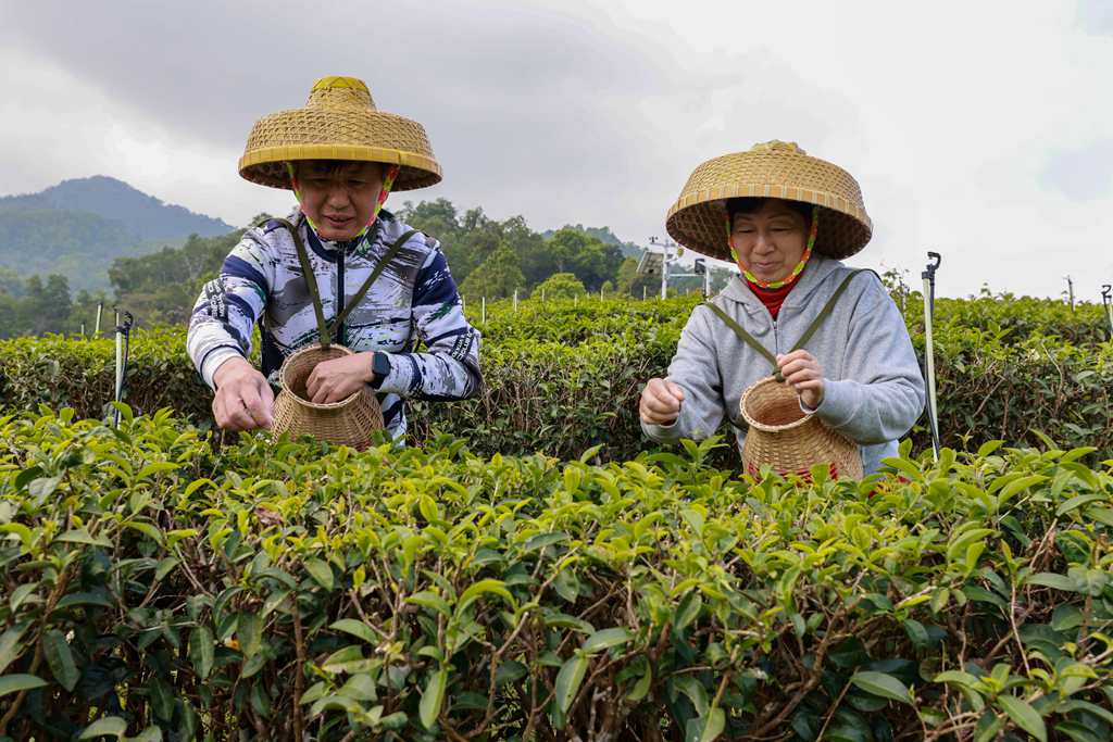 村民们正忙着采摘春茶。 张江英 摄 