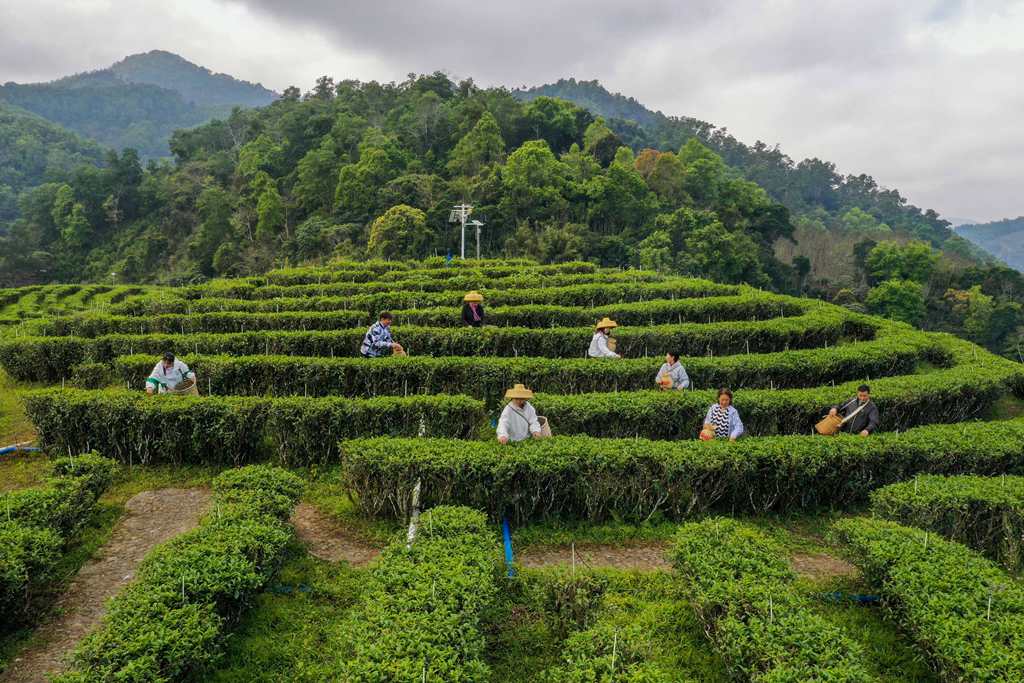 时下正是春茶采摘的最佳时期，村民们正忙着采摘春茶。 张江英 摄 