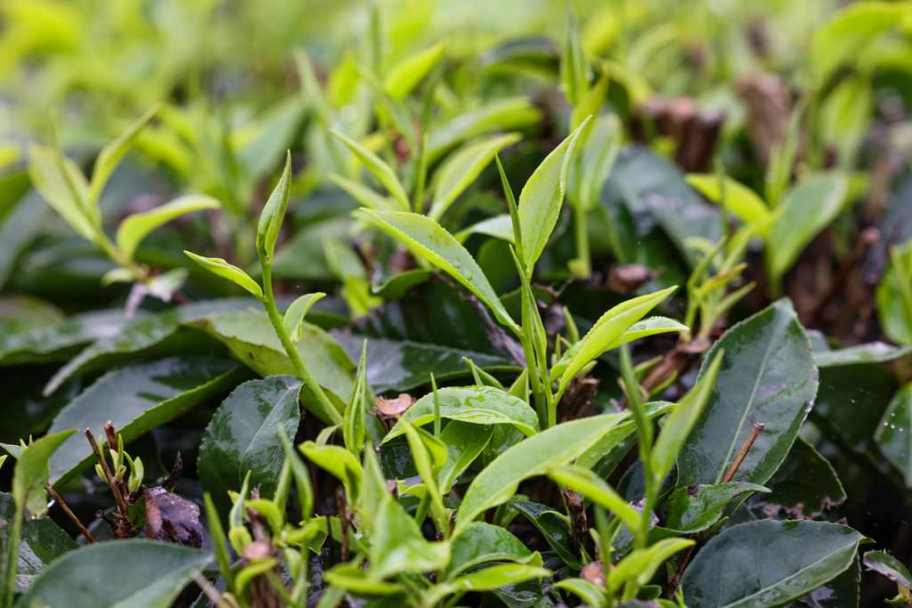 茶园里一片片新芽翠绿欲滴。 张江英 摄