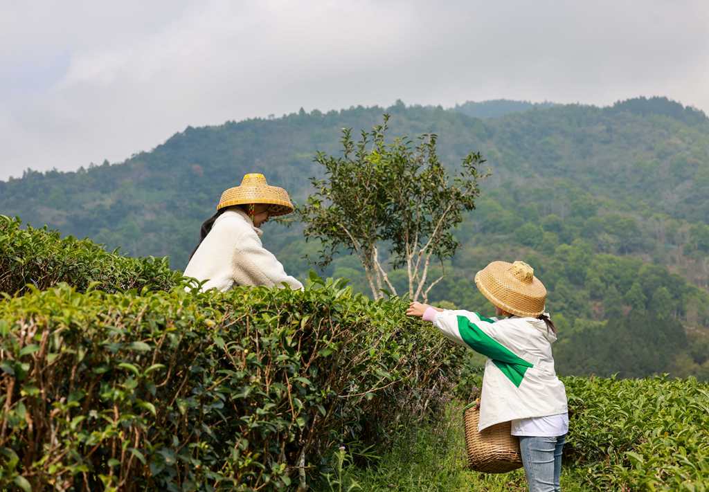 村民们正忙着采摘春茶。 张江英 摄