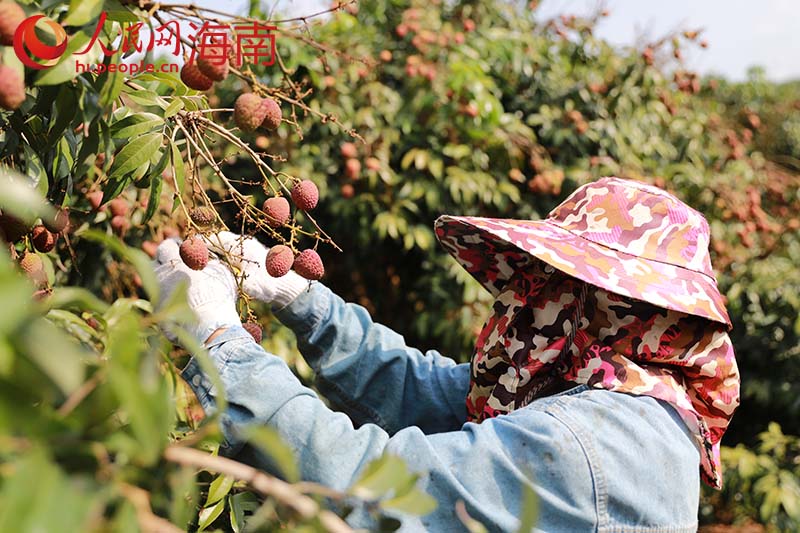 工人采摘荔枝。 人民网 孟凡盛摄