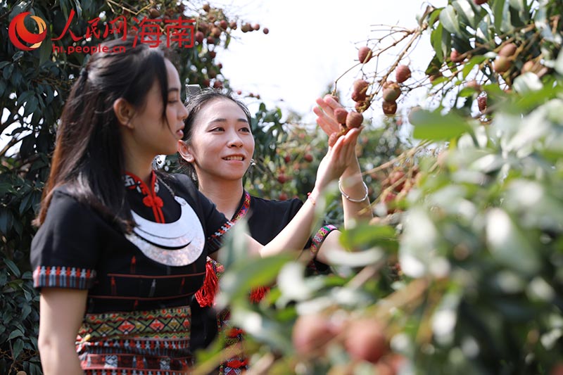 荔枝挂满枝头。 人民网 孟凡盛摄