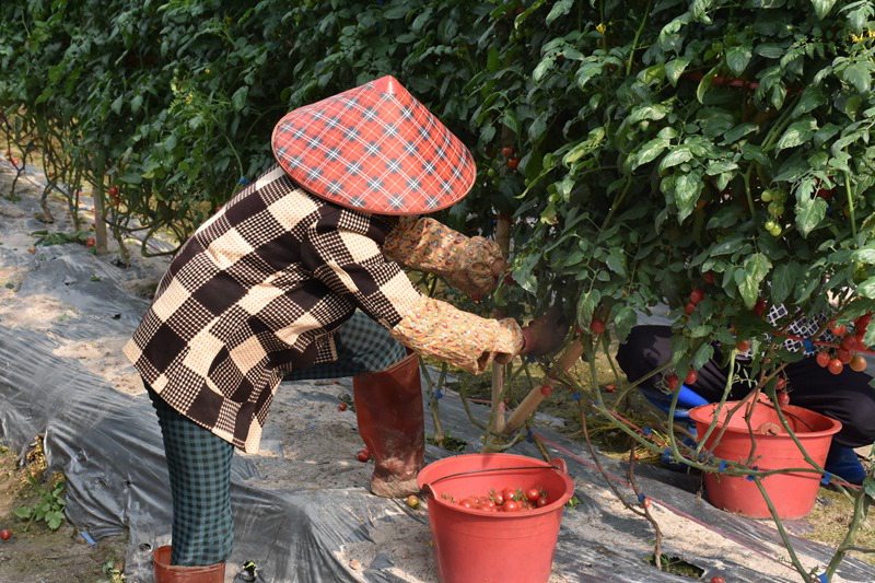 工人采摘圣女果。冯静雯摄